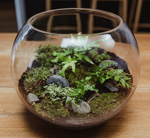 Glass bowl housing a terrarium